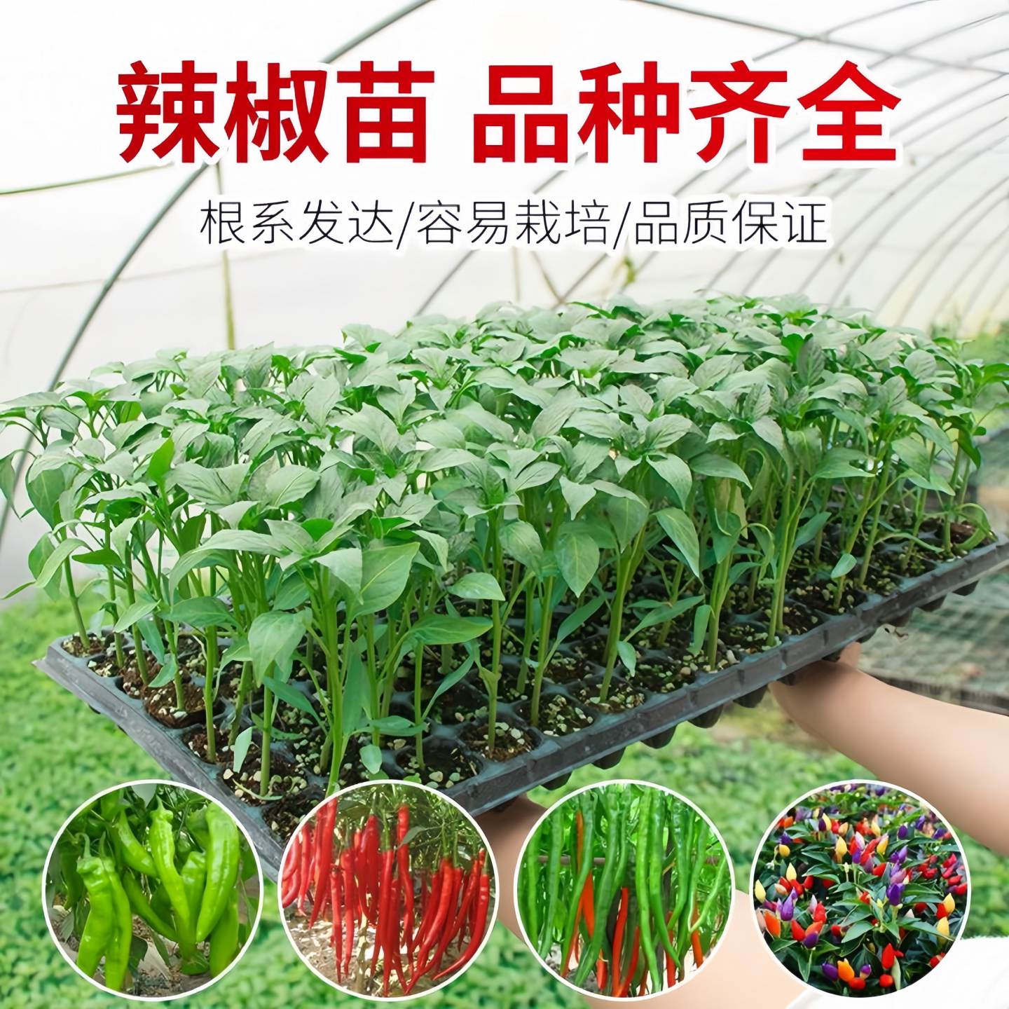 辣椒苗秧苗皱薄皮甜椒线椒树苗蔬菜苗西红柿茄子南方黄瓜盆栽种苗