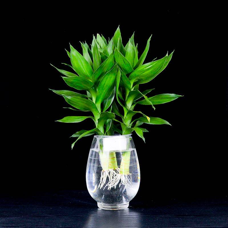观音竹富贵竹水培植物带根花卉绿植绿萝室内盆栽转运竹带花瓶好养