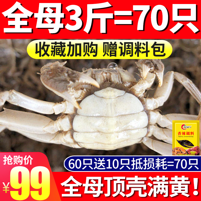 100只全母鲜活小螃蟹稻田大闸蟹