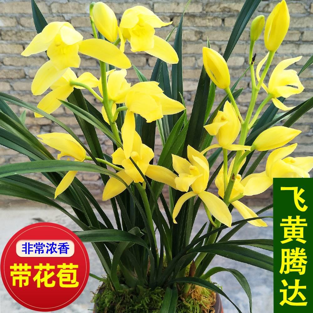 蓝宝石兰花苗紫气东来室内盆栽兰草植物绿植办公室大将军兰花花卉