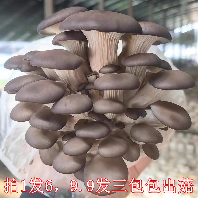 蘑菇菌包蘑菇种植包平菇菌棒香菇菌菇种家庭香菇菌种平菇食用菌