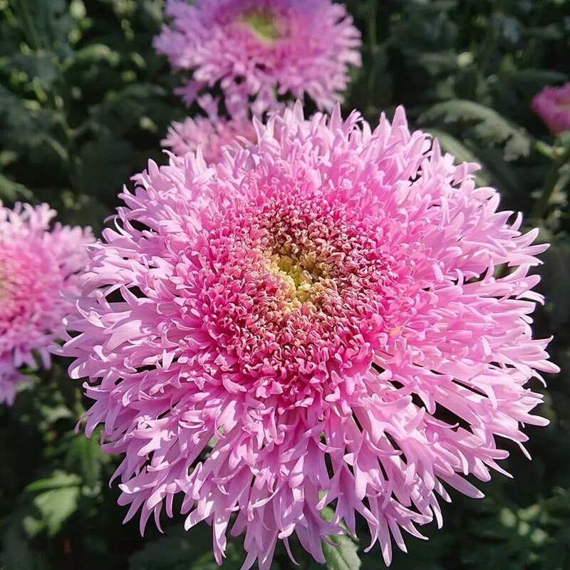 耐寒四季大菊花苗泰迪菊带花苞菊花盆栽庭院阳台植物花卉九月菊花