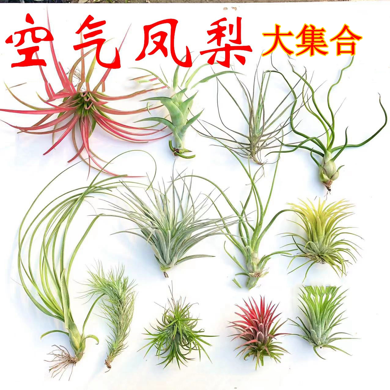 空气铁兰空气凤梨无土植物空气兰精灵空气凤梨草老人须章鱼凤梨科