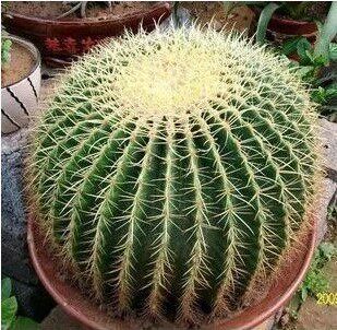 金琥花卉盆栽多肉易养活仙人球