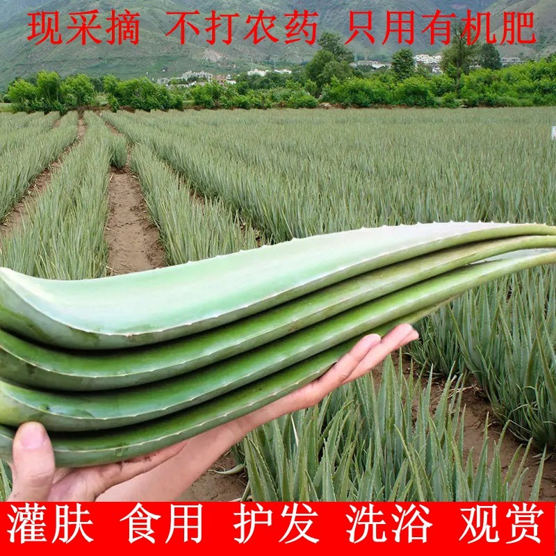 库拉索芦荟盆栽灌肤美容院专用新鲜芦荟叶库拉索芦荟叶片鲜芦荟叶
