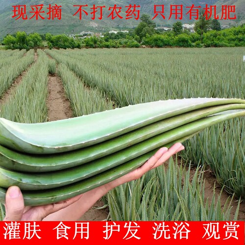 库拉索芦荟盆栽灌肤美容院专用新鲜芦荟叶库拉索芦荟叶片鲜芦荟叶