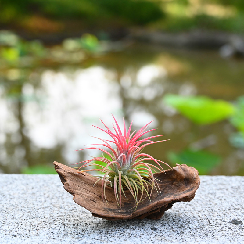 空气凤梨净化空气花期无土植物室内盆栽绿植花卉空凤来仪礼品礼物