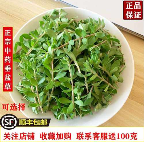 盆栽药用正宗新鲜养肝护