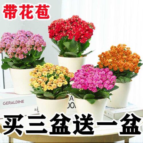 长寿花盆栽小苗巴黎重瓣四季绿植