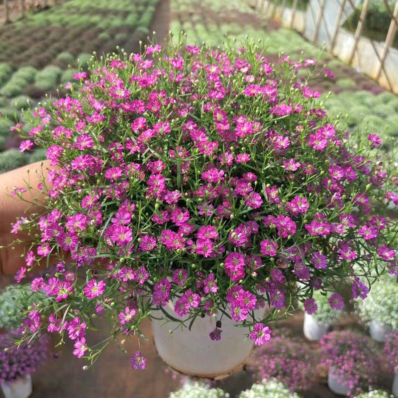 满天星盆栽带花苞姬小菊丹麦风铃花苗开花阳台庭院好养花卉