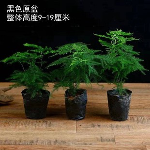 文竹盆栽绿植物室内水培客厅桌面办公室内绿植绿萝发财树栀子花