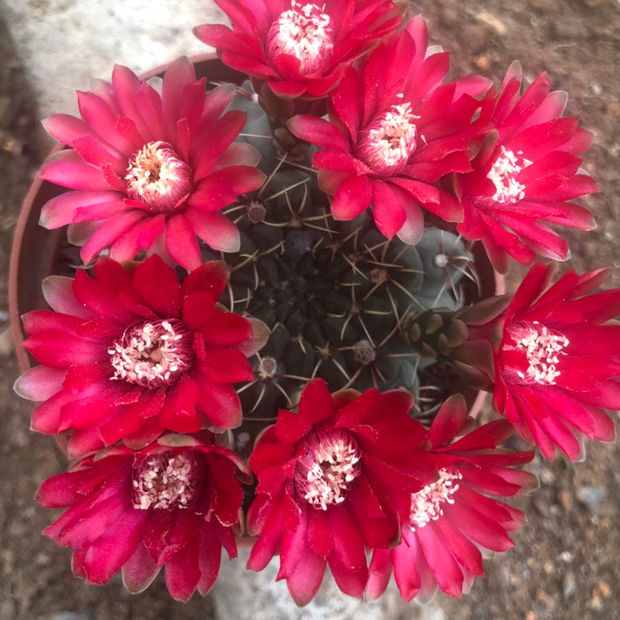 菲花玉仙人球绿植室内盆栽菲花玉