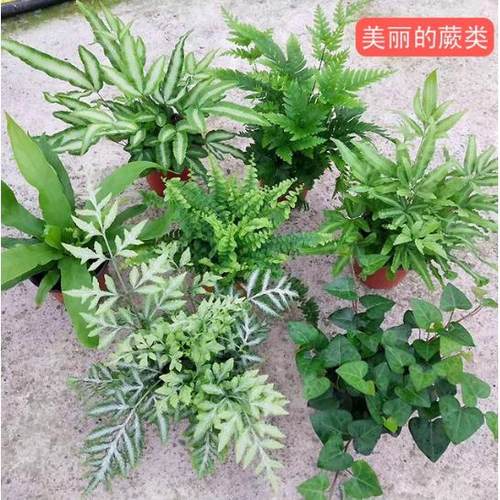狼尾蕨棉花糖蕨蕾丝蕨 彩虹蕨 红盖鳞毛蕨 蕨类绿植耐寒花镜绿植