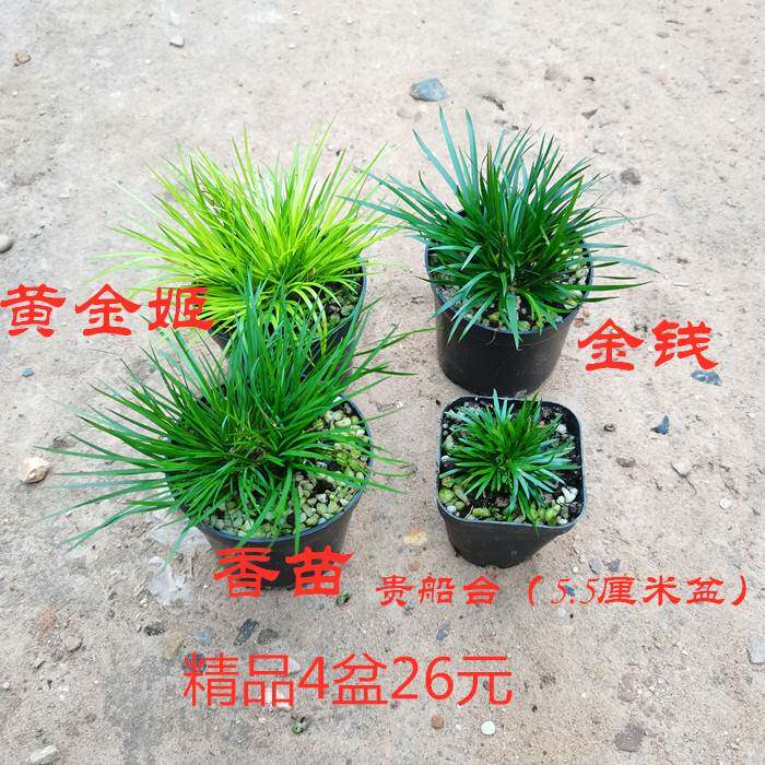 清仓正宗日本稀有金钱贵船苔黄金极姬天鹅绒菖蒲组合龟池水培盆景
