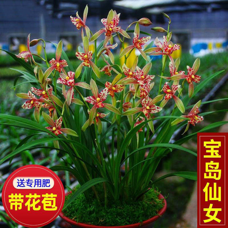 带花苞兰花宝岛仙女 四季兰室内盆栽花卉绿植阳台兰草盆栽大将军