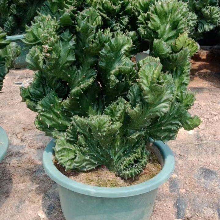 玉麒麟盆栽麒麟掌麒麟树招财树盆景麒麟植物多肉彩麒麟龙骨彩麒麟