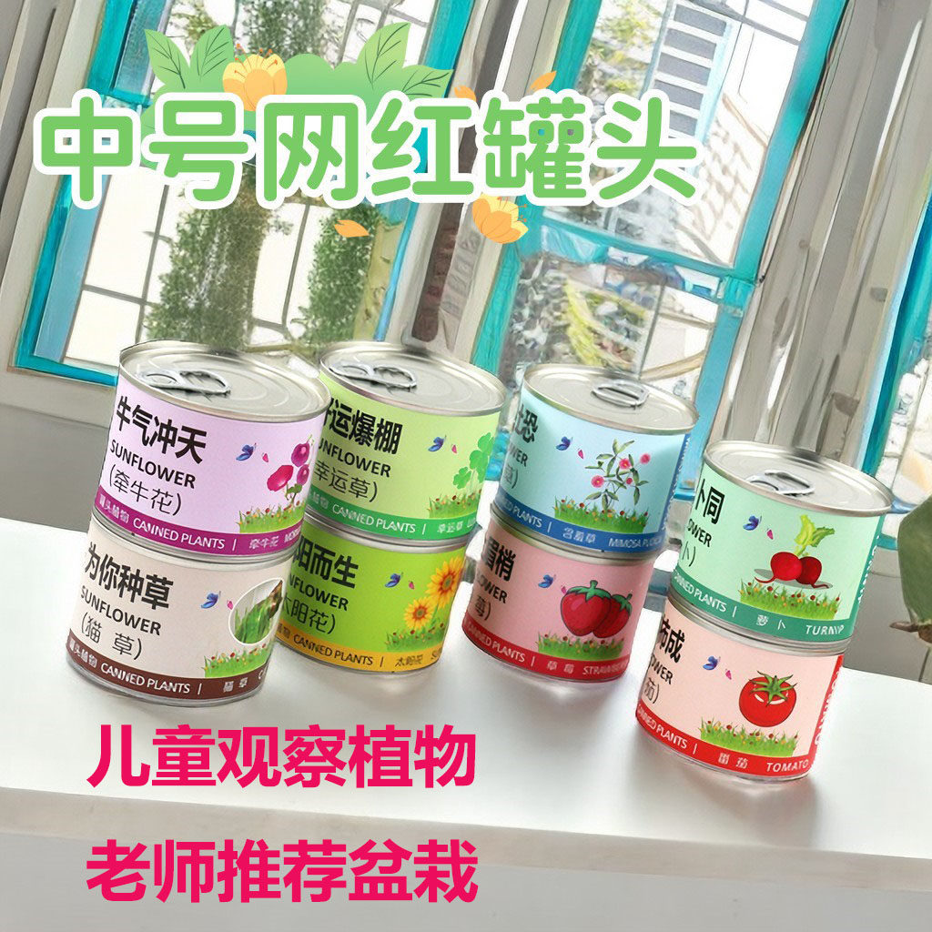 中号网红款祝福语盆栽儿童diy种植盲盒摆件植物观察盒蔬果科教