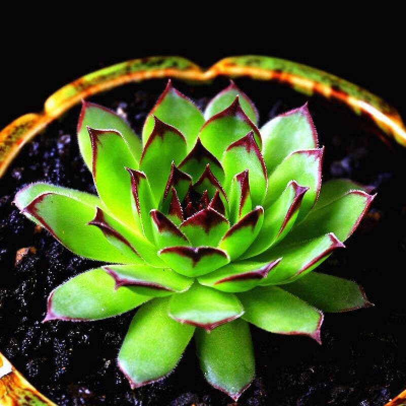 钱串蒂亚多肉巧克力多肉植物 花卉组合盆栽 绿植新手套餐多肉