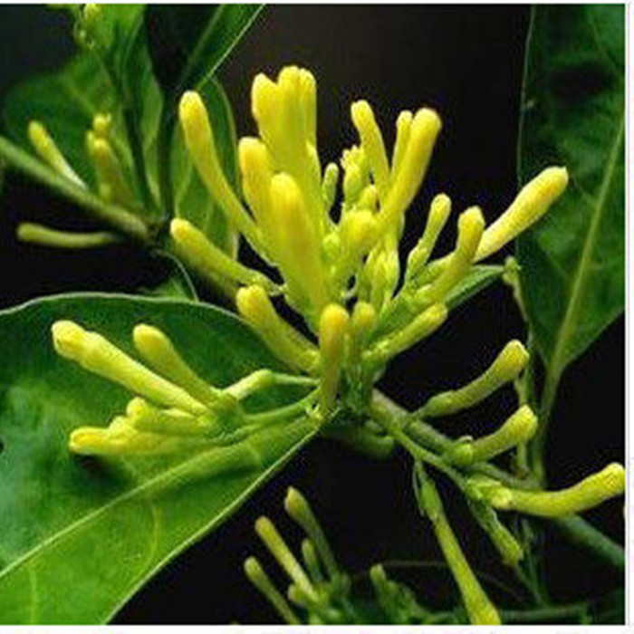 盆栽花卉 夜来香别名夜香花 夜兰香苗 开花植物新手易养活