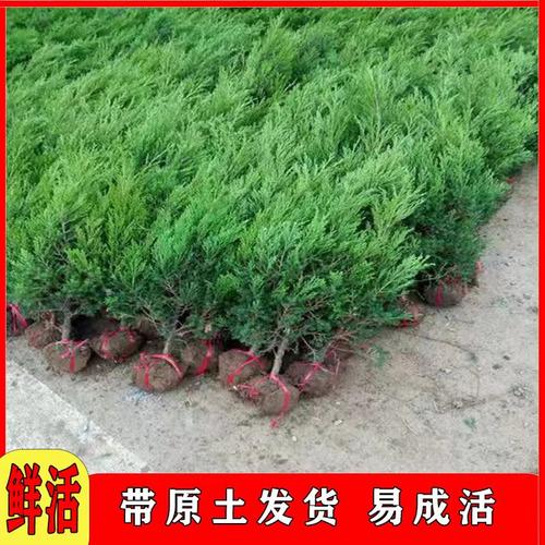 墓地树苗柏树盆栽四季长青