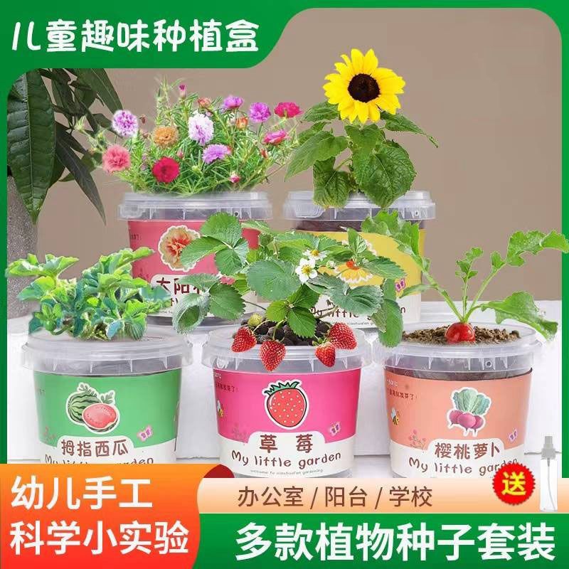儿童种植幼儿园长草娃娃盆栽草娃娃绿植幸运草向日葵四叶草种子