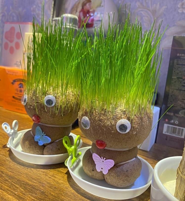 浇水长草的植物娃娃带托盘会长草头办公桌面上小盆栽幼儿园长头发