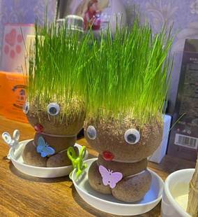 浇水长草的植物娃娃带托盘会长草头办公桌面上小盆栽幼儿园长头发