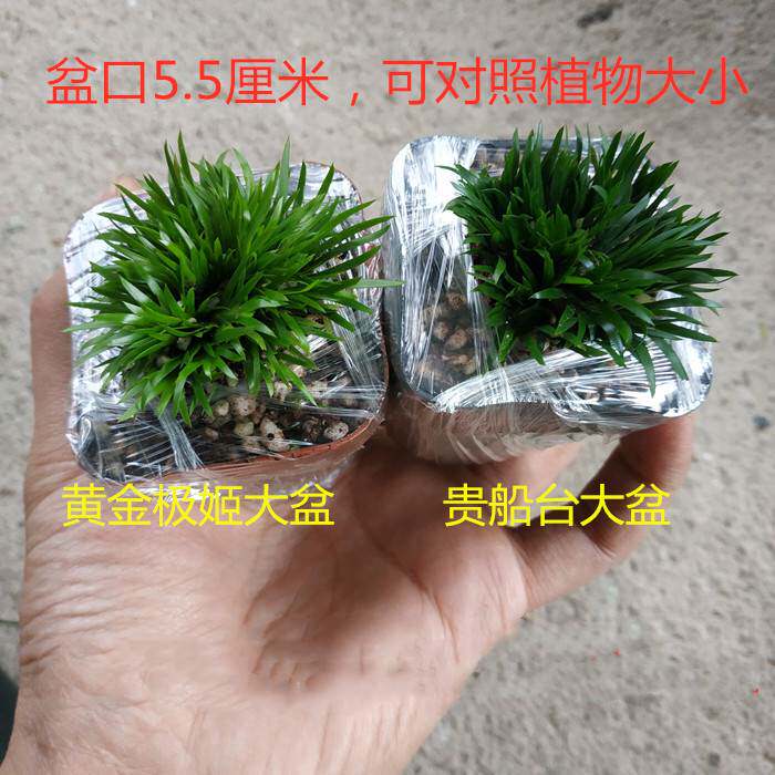 正宗日本黄金极姬贵船苔天鹅绒金钱婵小川菖蒲微型盆景水培附石