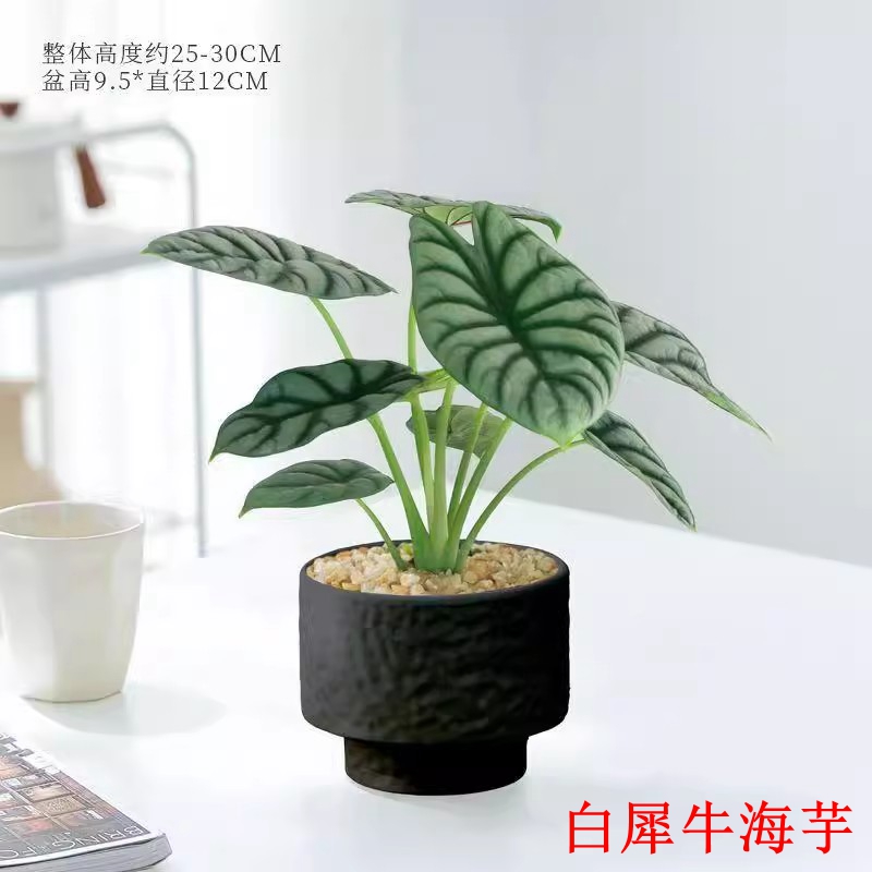 白犀牛海芋网红热带植物北欧ins风室内办公室桌面懒人绿植小盆栽
