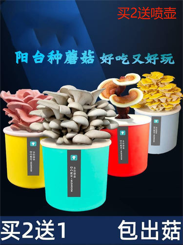 种植蘑菇菌包食用菌趣味