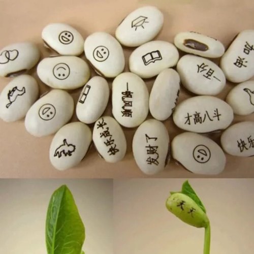 魔法种植幼儿园盆栽植物