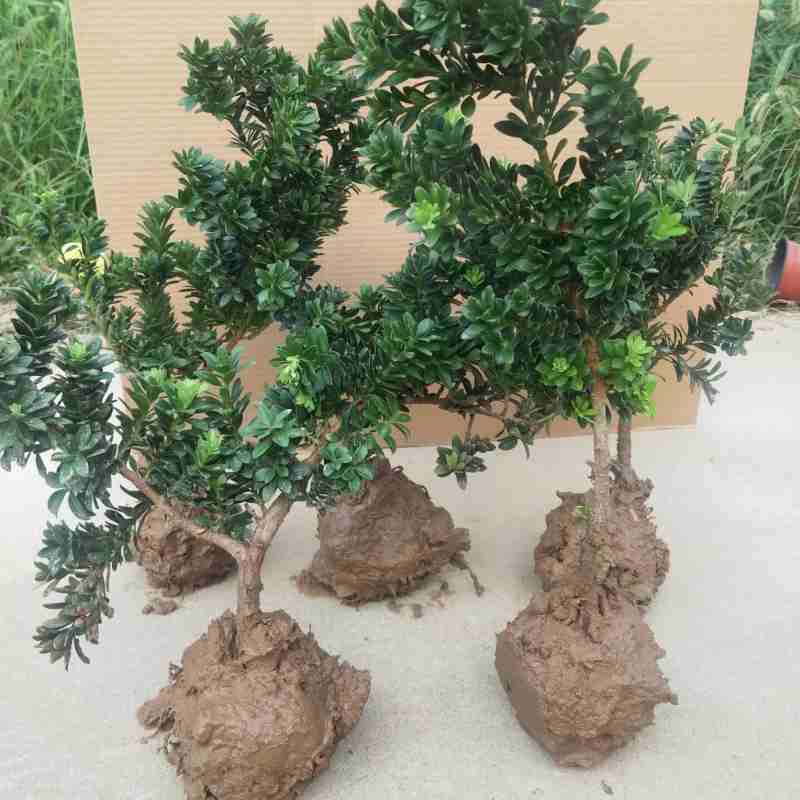 罗汉松树苗四季常青室内盆栽