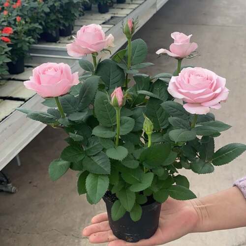 花苞植物盆栽月季蔷薇室内庭院