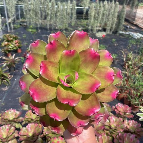 积水姬凤梨迷你型小号生态姬凤梨