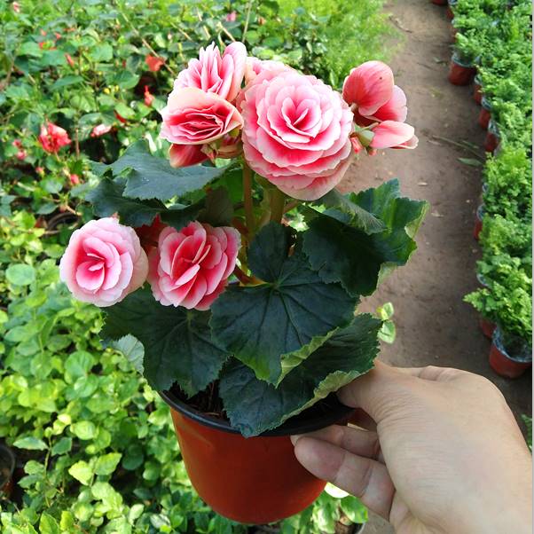 盆栽花卉丽格海棠四季仙客来