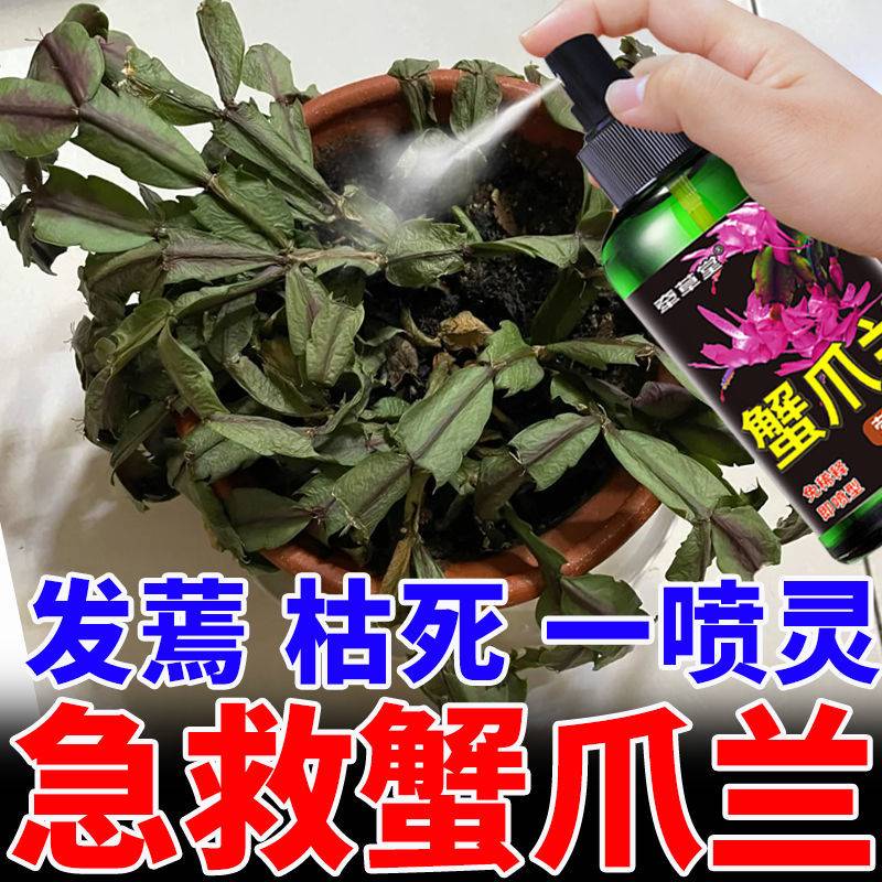 急救蟹爪兰】蟹爪兰专用肥料蟹脚兰发蔫枯萎烂根烂茎花肥营养液