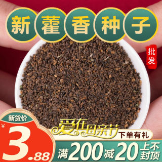 新鲜藿香种子中药材藿香籽香草籽可食用藿香苗阳台盆栽蔬菜种孑