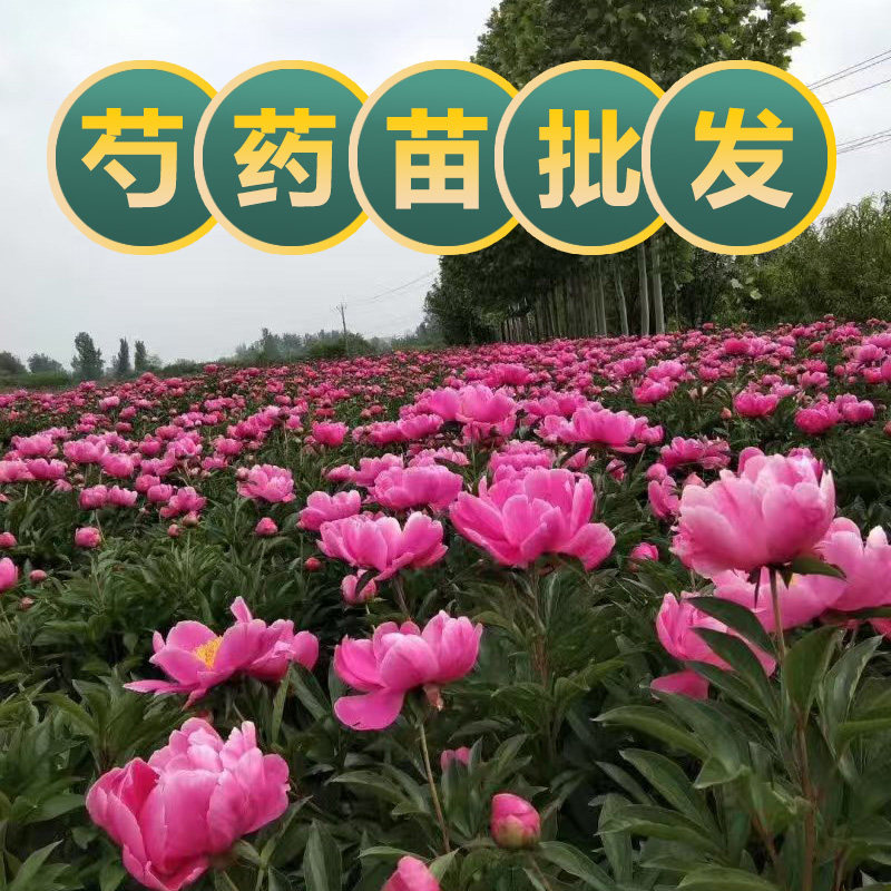 芍药花苗新鲜白芍苗赤芍药用庭院美化观赏中草药苗工程绿化苗耐寒