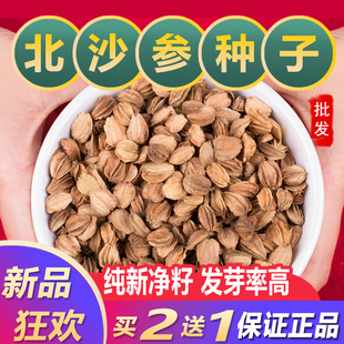 正宗新北沙参种子中药材北沙参种籽纯新品南沙参籽南沙参种子产地
