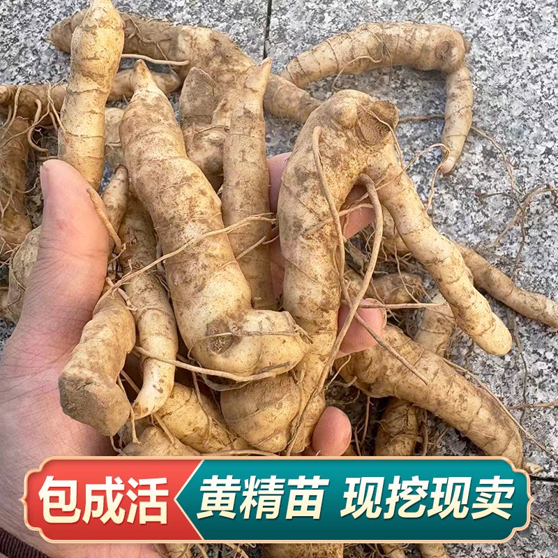 黄精种苗中药材种植苗老虎姜鸡头黄精基地直销带芽发货农户大面积
