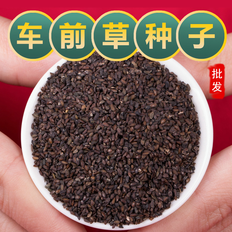 新鲜车前草种籽车前子种子中药材种植苗四季播种阳台盆栽籽