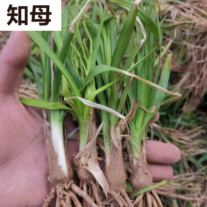 知母苗新鲜现挖根系多好种易活毛知母种子苗基地直发送技术包回收