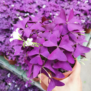 紫叶酢浆草种球红花炸浆草种球幸运草三叶草蝴蝶花卉绿叶盆栽花苗