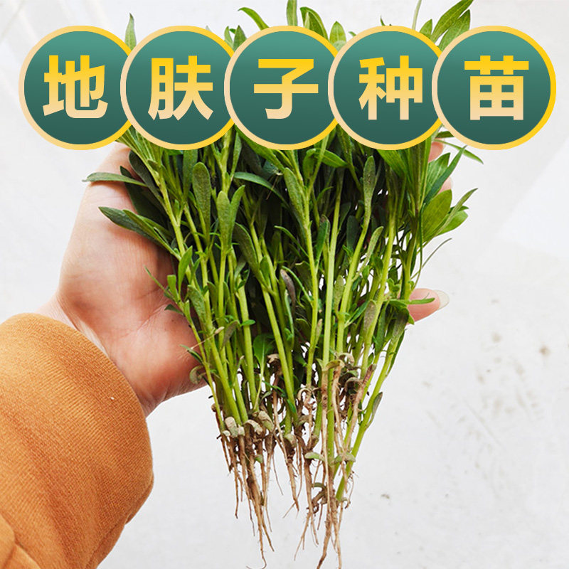 现挖扫帚苗新鲜地肤子种苗食用扫帚苗菜地肤盆栽庭院花景造景观赏