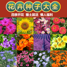 四季花卉种孑花种籽子四季播种开花太阳花波斯菊百日草郁金香种子