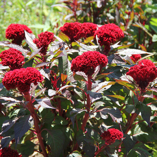 中药材红鸡冠花种子白鸡冠花花种籽子盆栽阳台庭院花苗四季种植