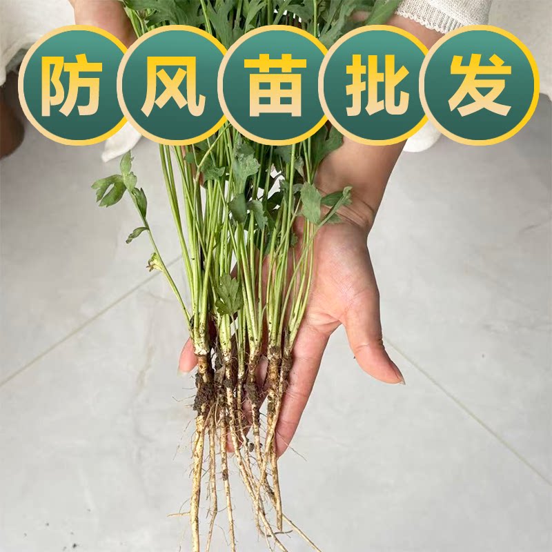 现挖防风种苗中药材植物防风籽防风种植苗南北方庭院户外耐寒易活