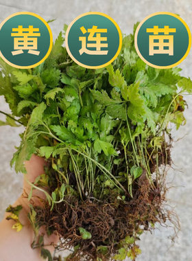 中药材黄连苗黄连根鸡爪黄连阳台绿植盆栽庭院种植包邮包成活喜阴
