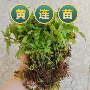 中药材黄连苗黄连根鸡爪黄连阳台绿植盆栽庭院种植包邮包成活喜阴