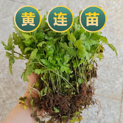 中药材黄连苗黄连根鸡爪黄连阳台绿植盆栽庭院种植包邮包成活喜阴